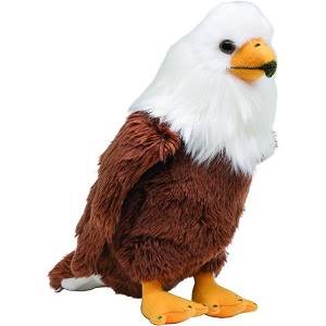 Medium Eagle